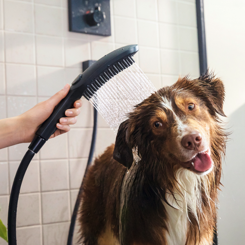 DogShower